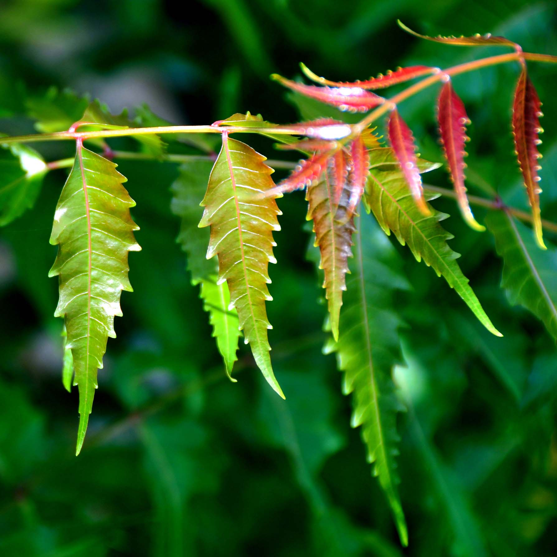 Neem Neem