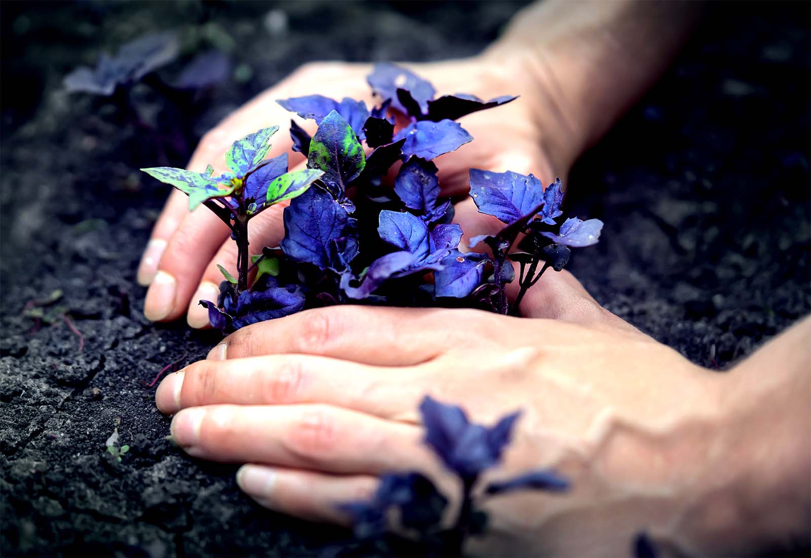 Herbs in Soil