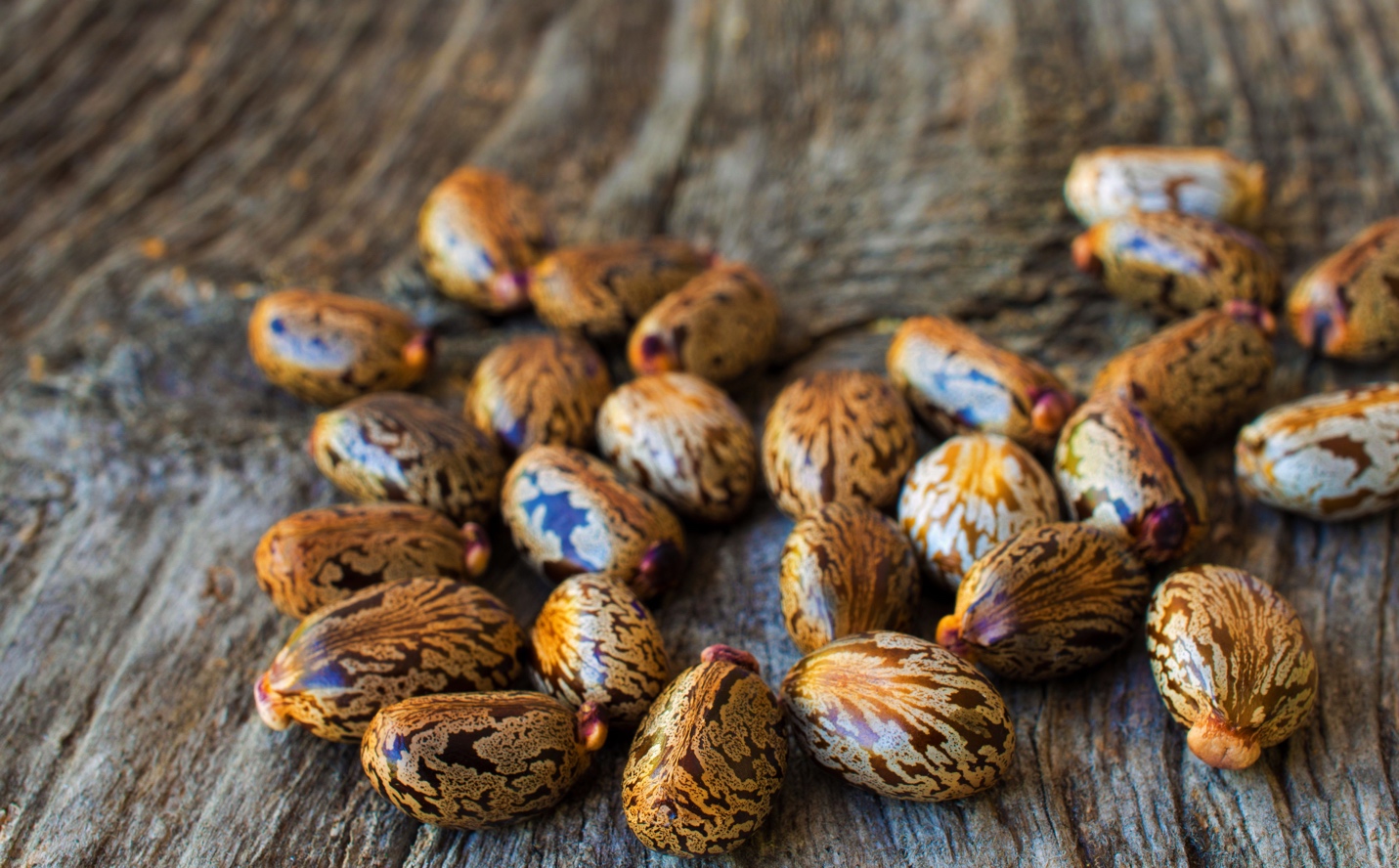 dried beans on table