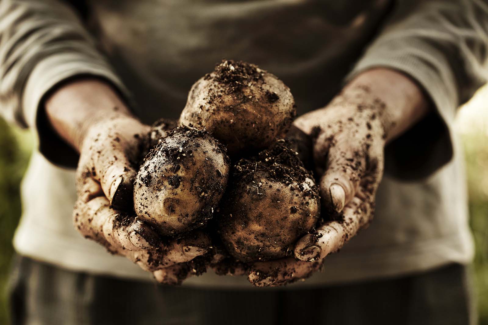 Garden Potatoes