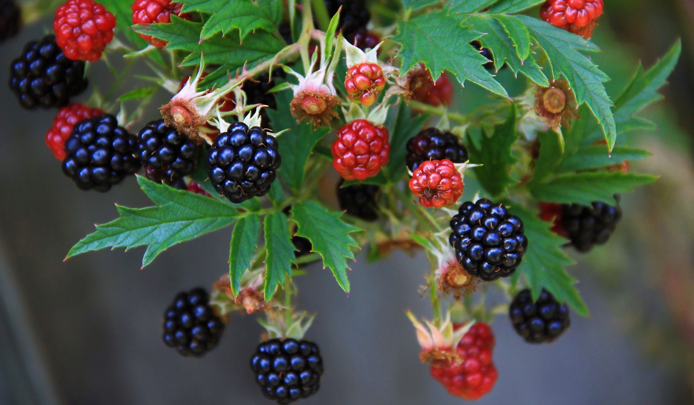 blackberries