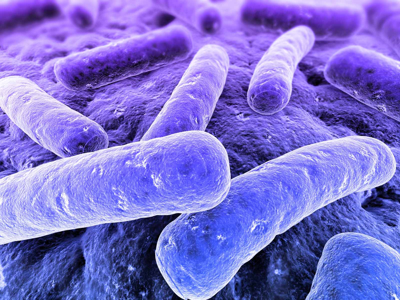 microscopic view of bacteria