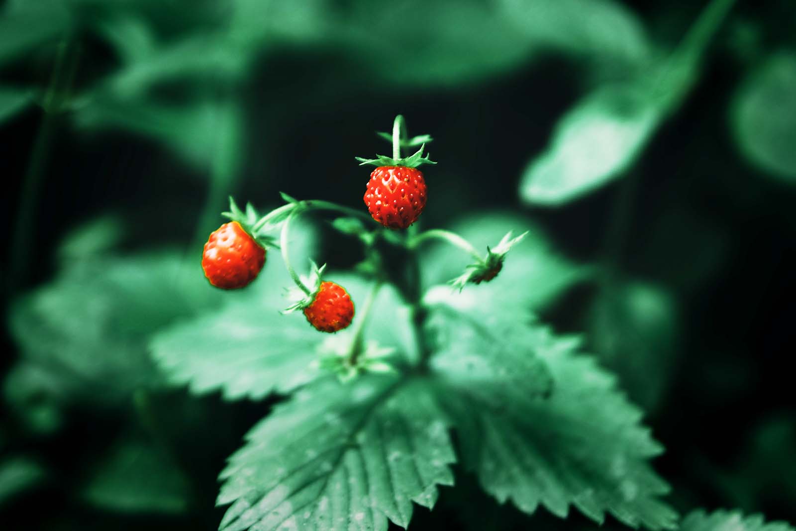 Strawberries on Vine